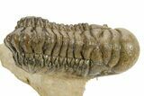 Detailed Crotalocephalina Trilobite - Atchana, Morocco #359544-3